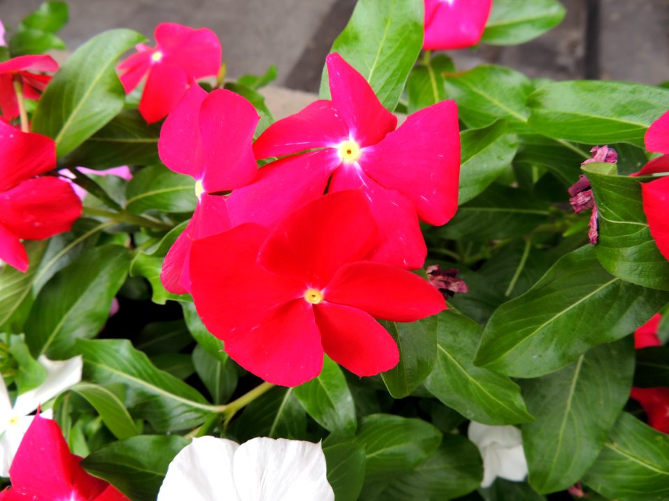 Catharanthus roseus (L.) G. Don. Apocynaceae.