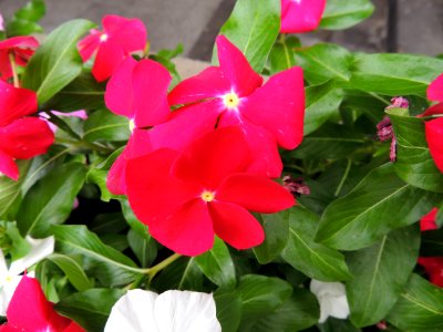 Catharanthus roseus (L.) G. Don. Apocynaceae.
