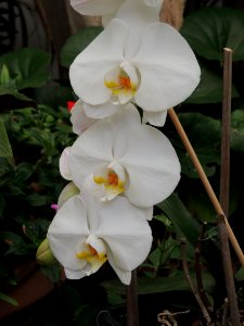 Phalaenopsis sp. Orchidaceae.