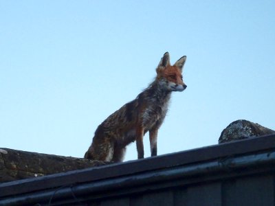 Fox on the garage roof. Sometimes you don't have to travel far to get a wildlife photograph! photo