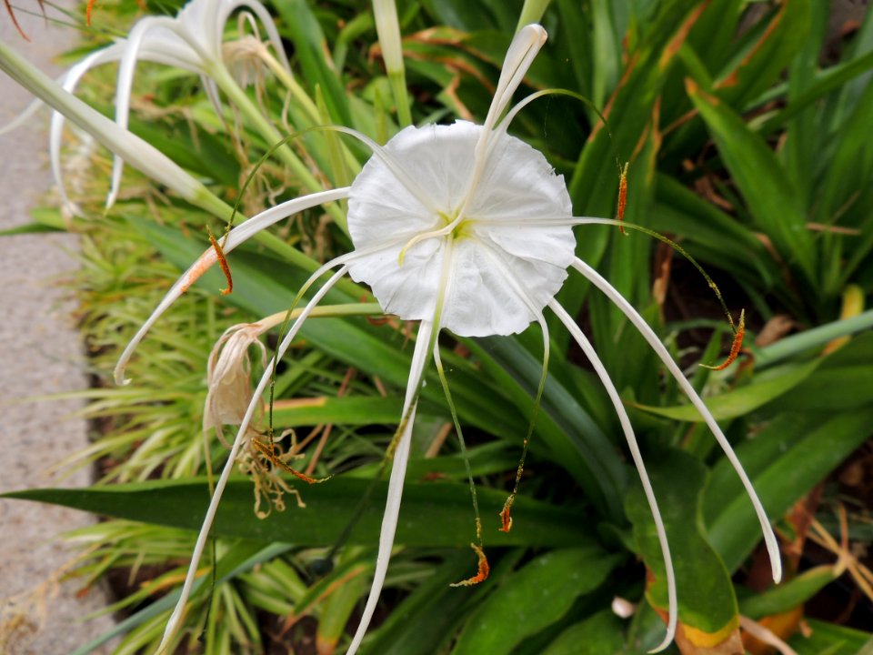 Hymenocallis littoralis (Jacq.) Salisb. Amaryllidaceae.