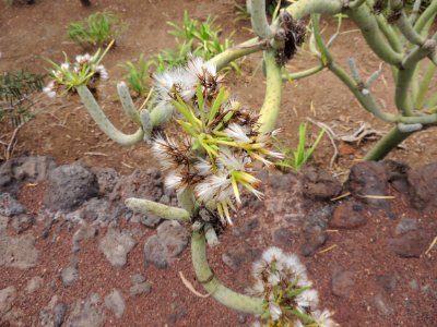 Kleinia neriifolia Haw. Asteraceae o Compositae. "Verode".