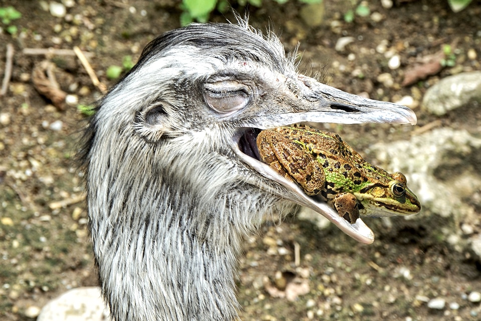 Bird bill flightless bird