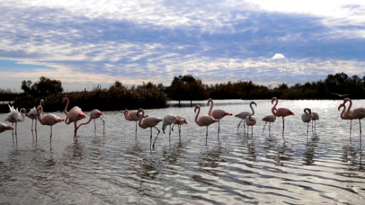 Parc Ornithologique du Pont De Gau