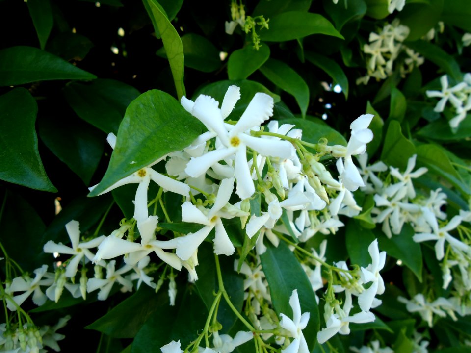 Trachelospermum jasminoides (Lindl.) Lem. Apocynaceae. "Falso jazmín, jazmín chino, jazmín de estrella, jazmín de leche, jazmín estrellado".