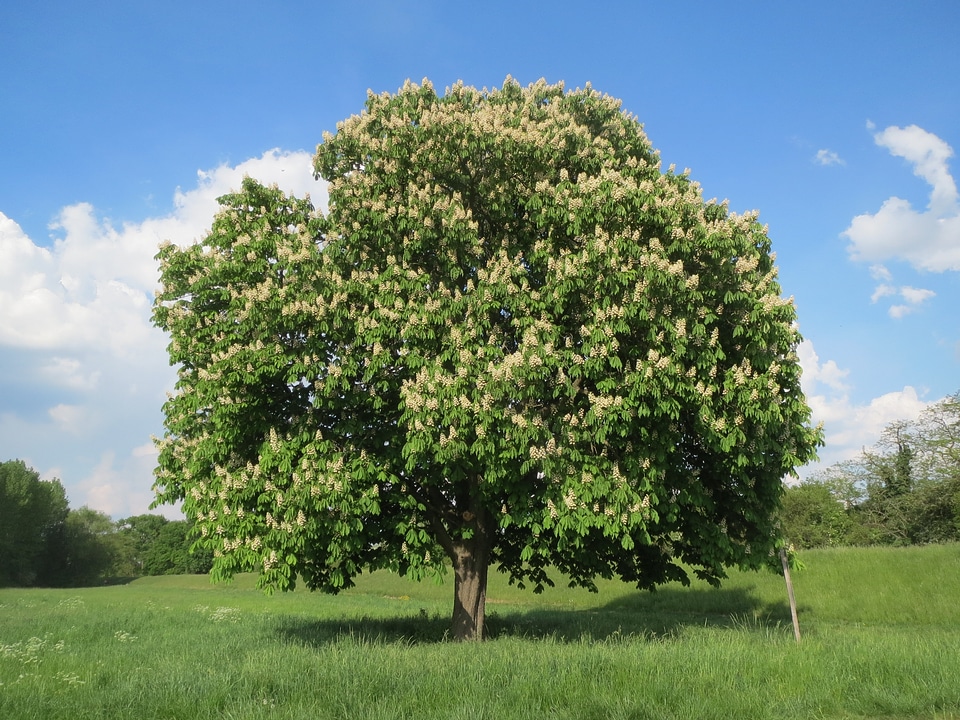 Tree flora botany