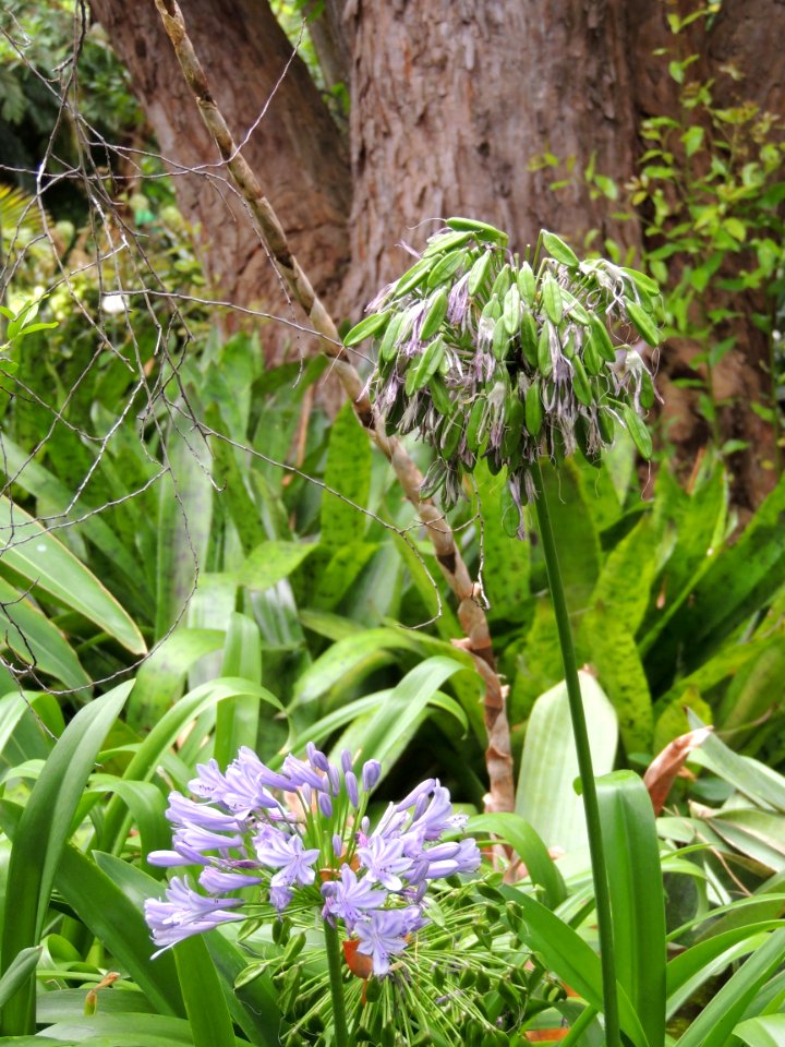 Agapanthus praecox Willd. subsp. orientalis (F. M. Leight.) F. M. Leight. Amaryllidaceae.
