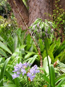 Agapanthus praecox Willd. subsp. orientalis (F. M. Leight.) F. M. Leight. Amaryllidaceae. photo