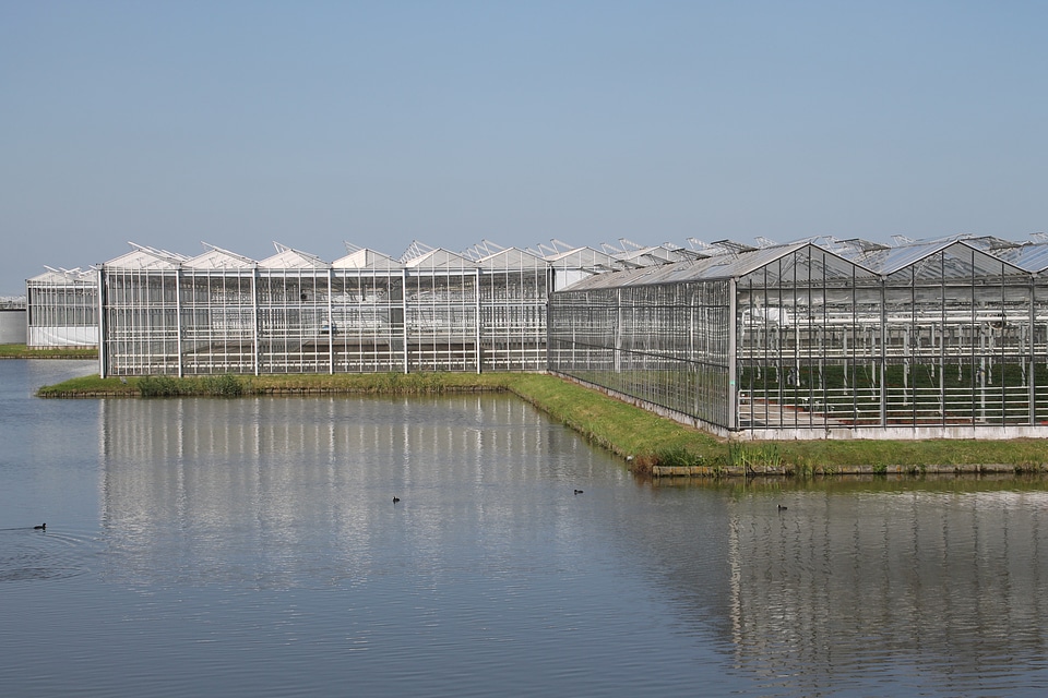 Cash greenhouse horticulture horticulture