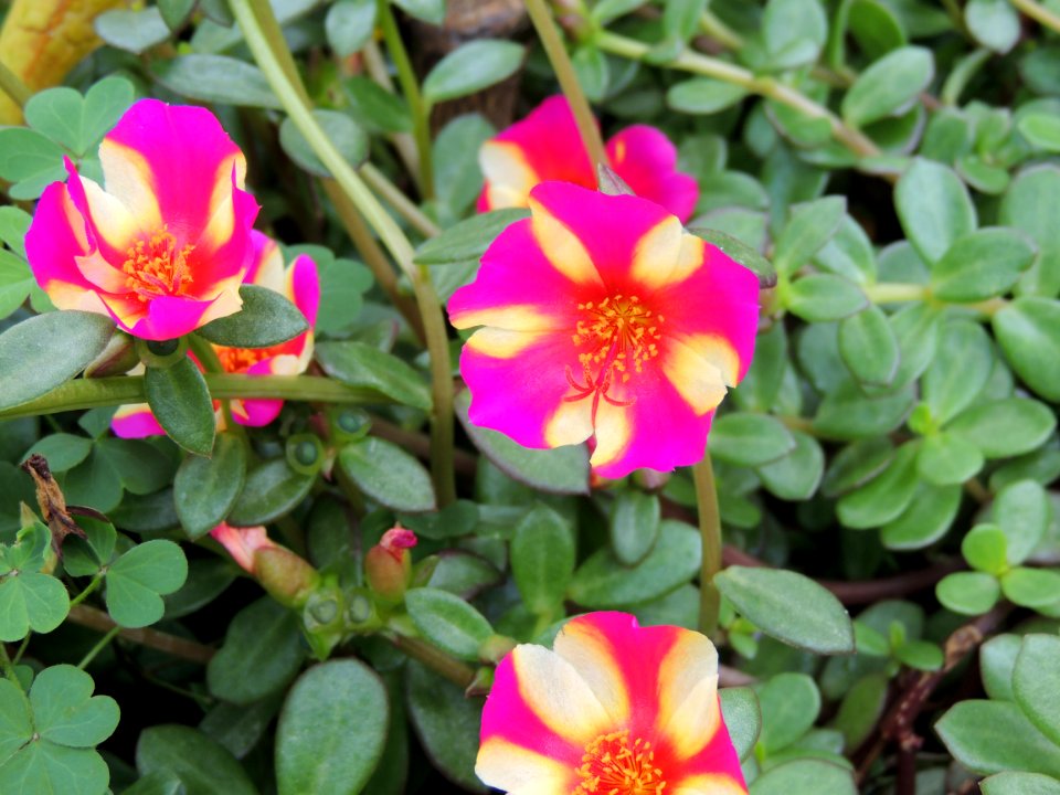 Portulaca oleracea L. Portulacaceae.