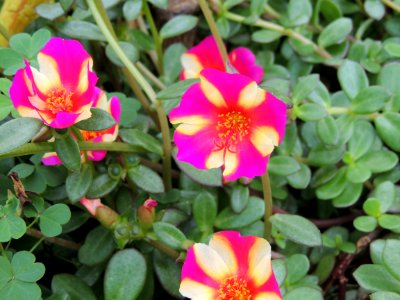 Portulaca oleracea L. Portulacaceae.