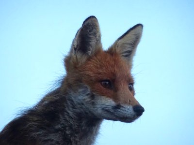 Fox on the garage roof. Sometimes you don't have to travel far to get a wildlife photograph!