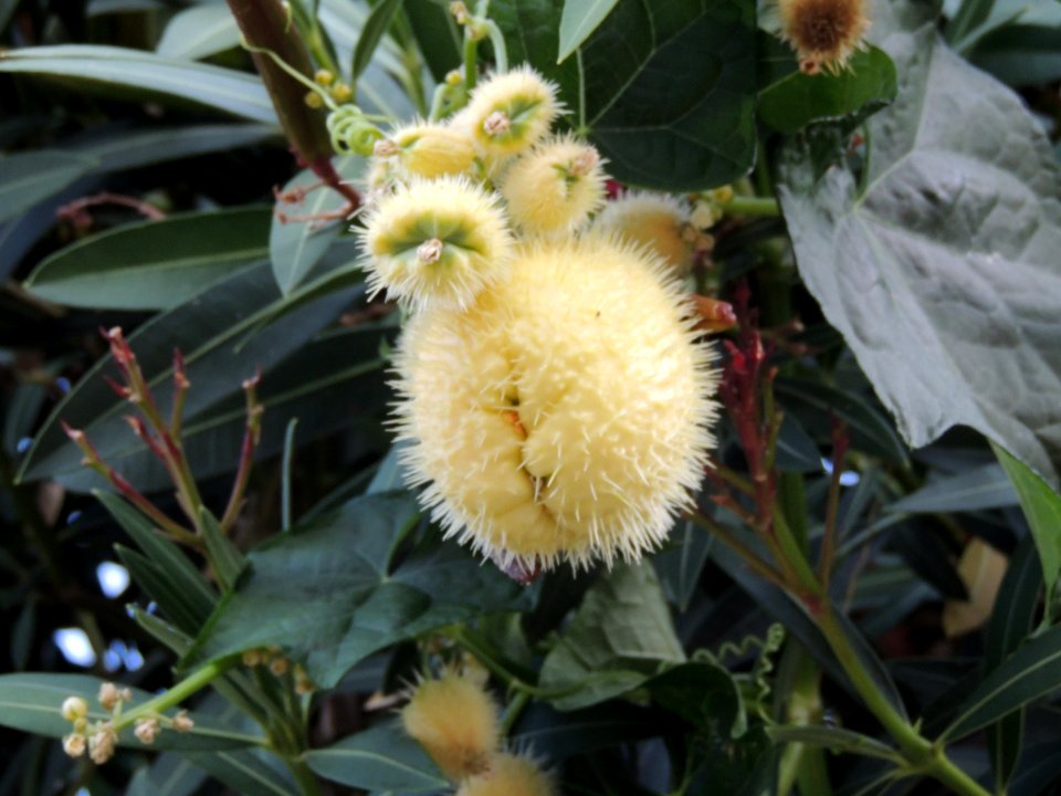 Sechium edule (Jacq.) Sw. "Chayote, güisayote, güisquil, pataste, pataste pelotero, patastillo, patata china".