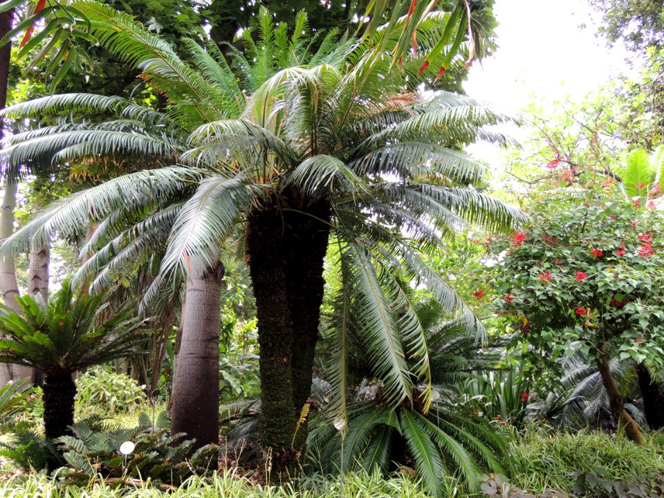 Cycas circinalis L. Cycadaceae. "Palmera de sagú".