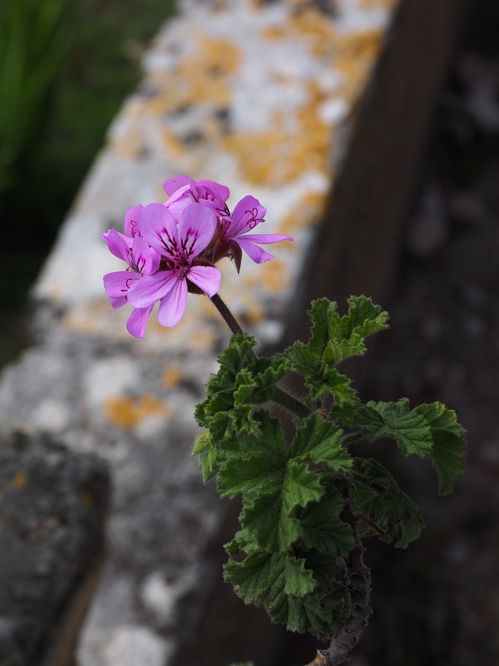 Flower pink pelargonium grandiflorum