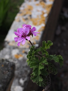 Flower pink pelargonium grandiflorum