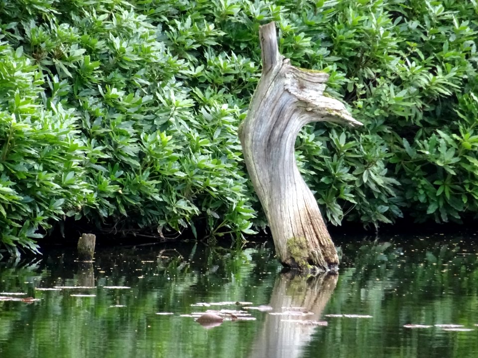 Loch Ness Monster on Holiday