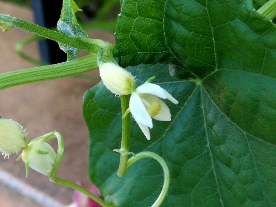 Sechium edule (Jacq.) Sw. Cucurbitaceae. "Chayote, güisayote, güisquil, pataste, pataste pelotero, patastillo, patata china".