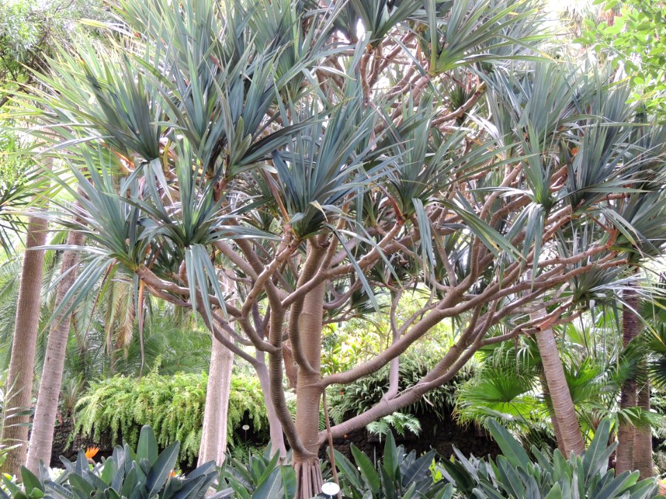 Pandanus utilis Bory. Pandanaceae.