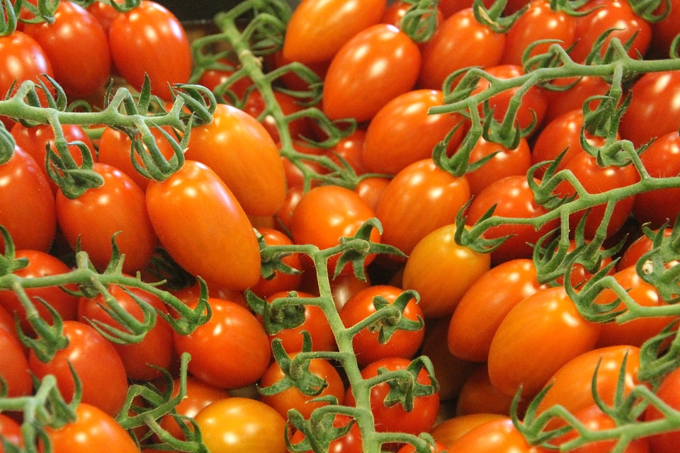 Tomato vegetable food
