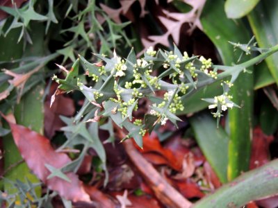Colletia paradoxa (Spreng.) Escal. Rhamnaceae.