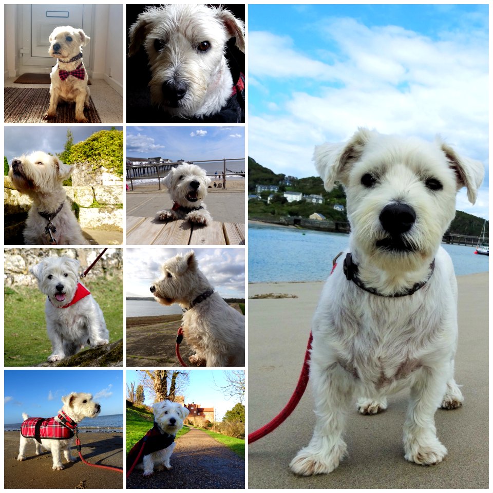 Happy Birthday to “The Dog” 11 years old on Monday.
