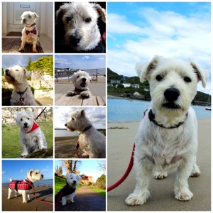 Happy Birthday to “The Dog” 11 years old on Monday.