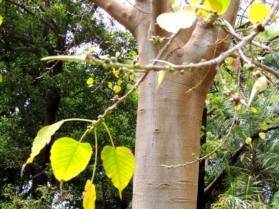 Ficus religiosa L. Moraceae. "Árbol de las pagodas".