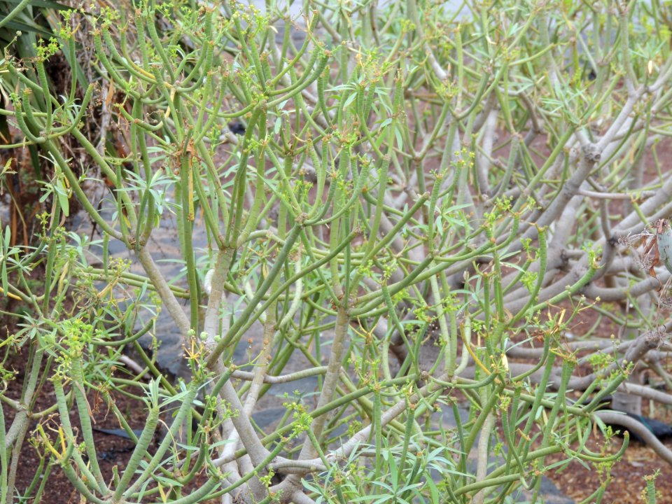 Euphorbia terracina L. Euphorbiaceae. "Tabaiba".