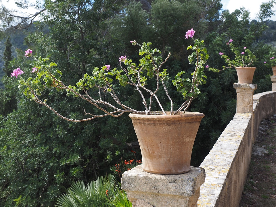Flower pink pelargonium grandiflorum