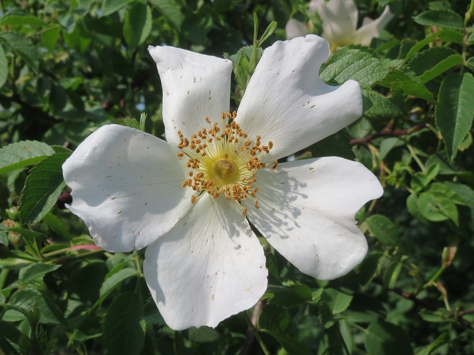 Macro wildflower flora