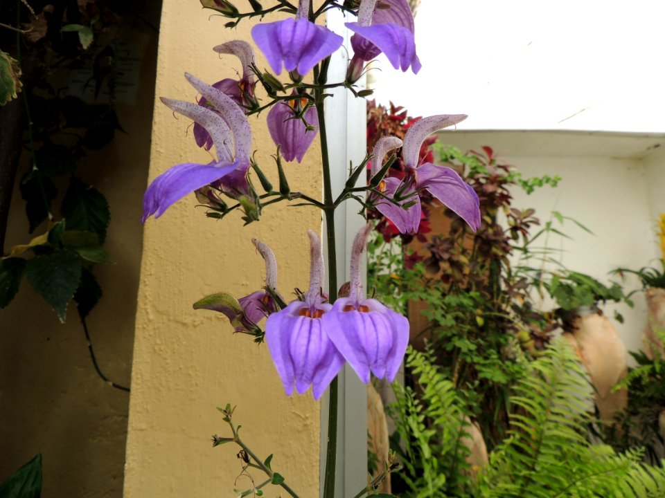 Brillantaisia owariensis P. Beauv. Acanthaceae.