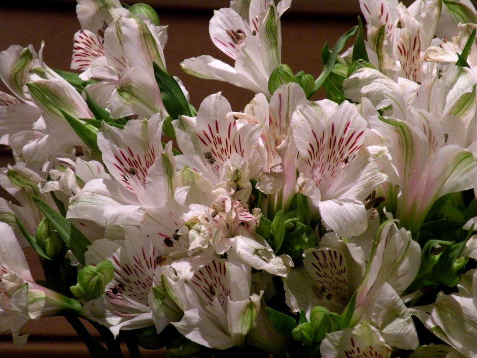 Alstroemeria aurea Graham. Alstroemeriaceae.