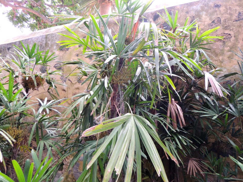 Rhapis excelsa (Thunb.) A. Henry. Arecaceae o Palmae. "Palmera bambú".