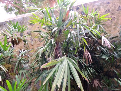 Rhapis excelsa (Thunb.) A. Henry. Arecaceae o Palmae. "Palmera bambú".