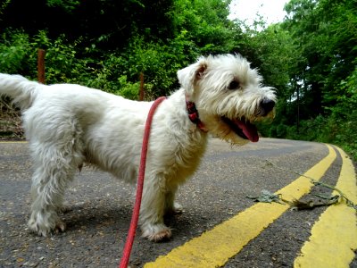THE DOG WAITING FOR A TRAIN. 🚂