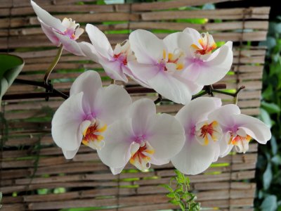 Phalaenopsis sp. Orchidaceae.