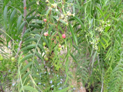 Schinus molle L. Anacardiaceae.
