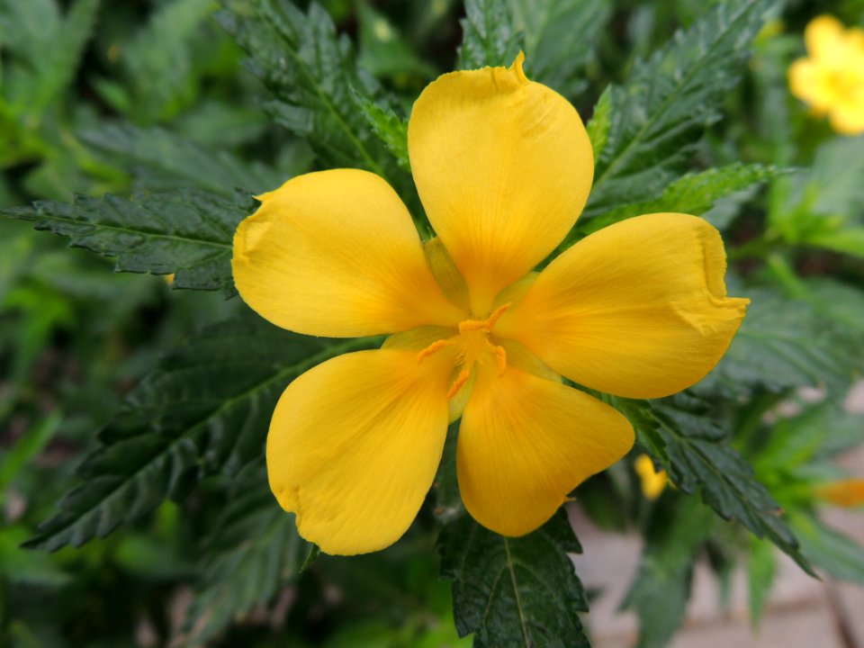 Turnera ulmifolia L. Passifloraceae.