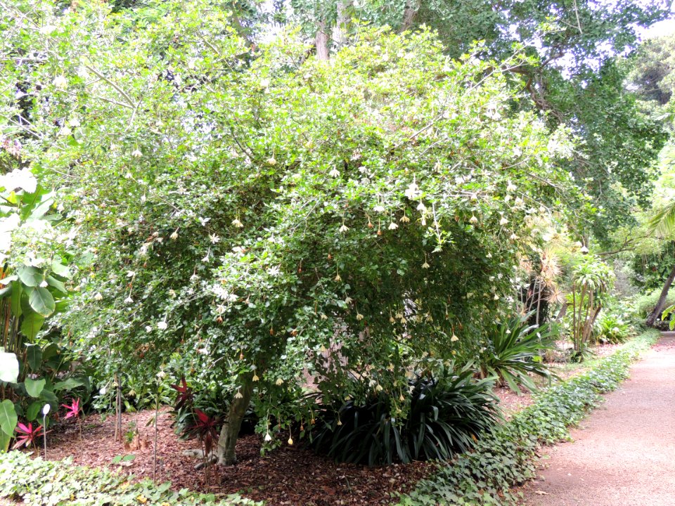 Gardenia cornuta Hemsl. Rubiaceae. "Gardenia de Natal".