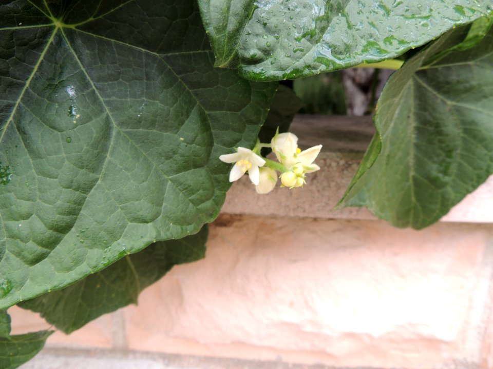 Sechium edule (Jacq.) Sw. "Chayote, güisayote, güisquil, pataste, pataste pelotero, patastillo, patata china".
