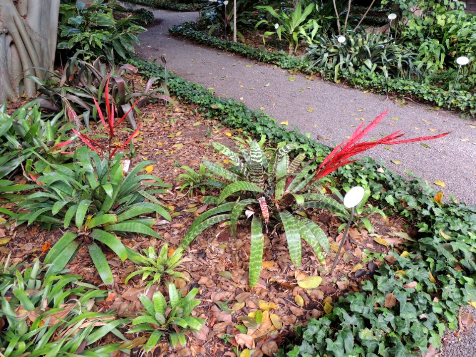 Vriesea glutinosa Lindl. Bromeliaceae. "Pluma de indio".