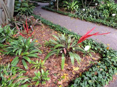 Vriesea glutinosa Lindl. Bromeliaceae. "Pluma de indio".