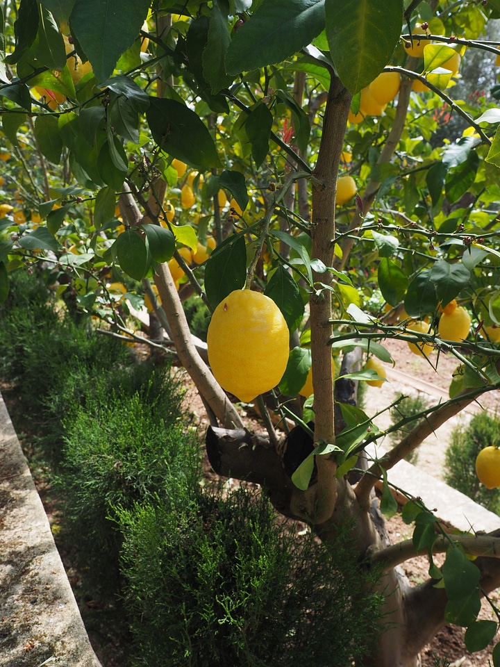 Citrus × limon citrus fruit
