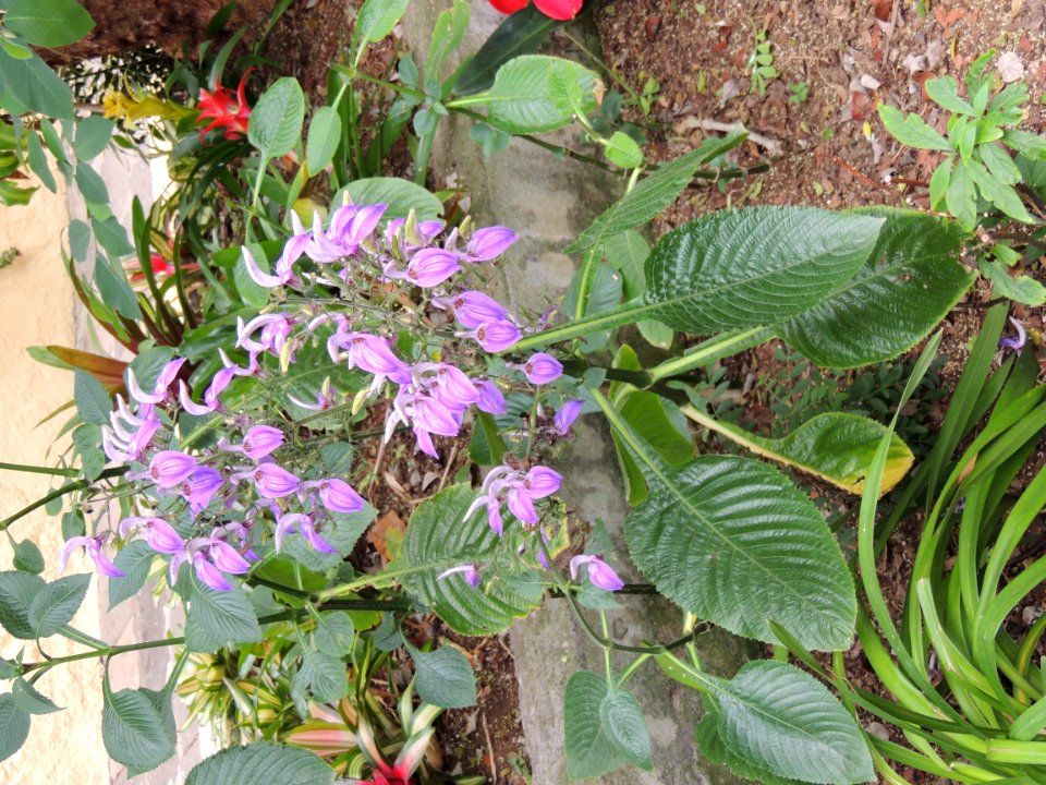 Brillantaisia owariensis P. Beauv. Acanthaceae.