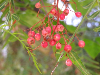 Schinus molle L. Anacardiaceae.