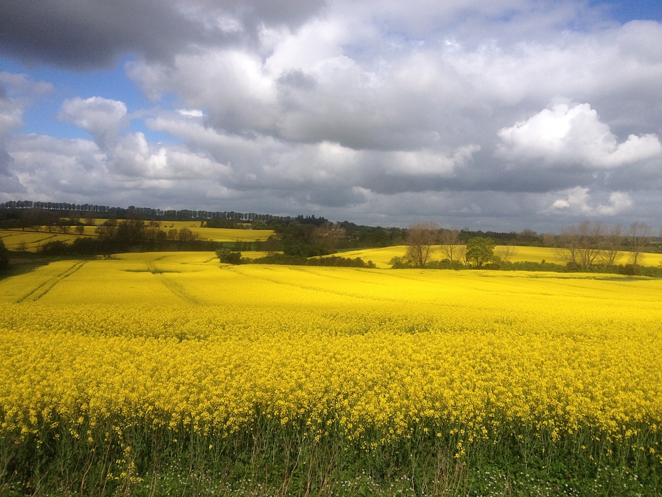 Natural yellow field landscape
