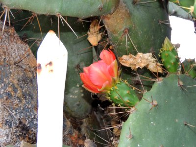 Opuntia sp. Cactaceae.