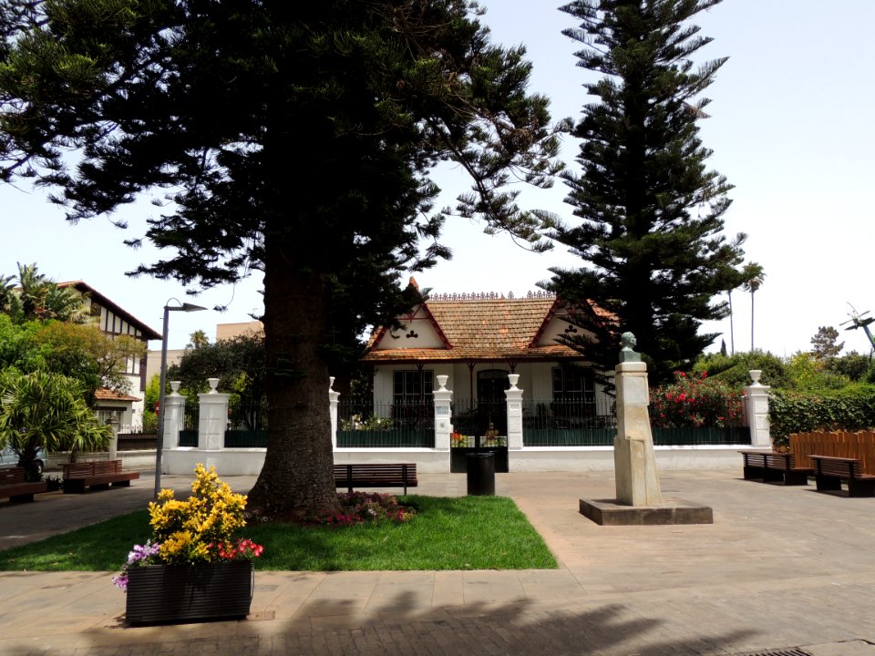 Dos araucarias