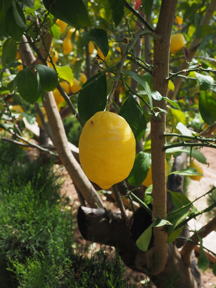 Citrus × limon citrus fruit